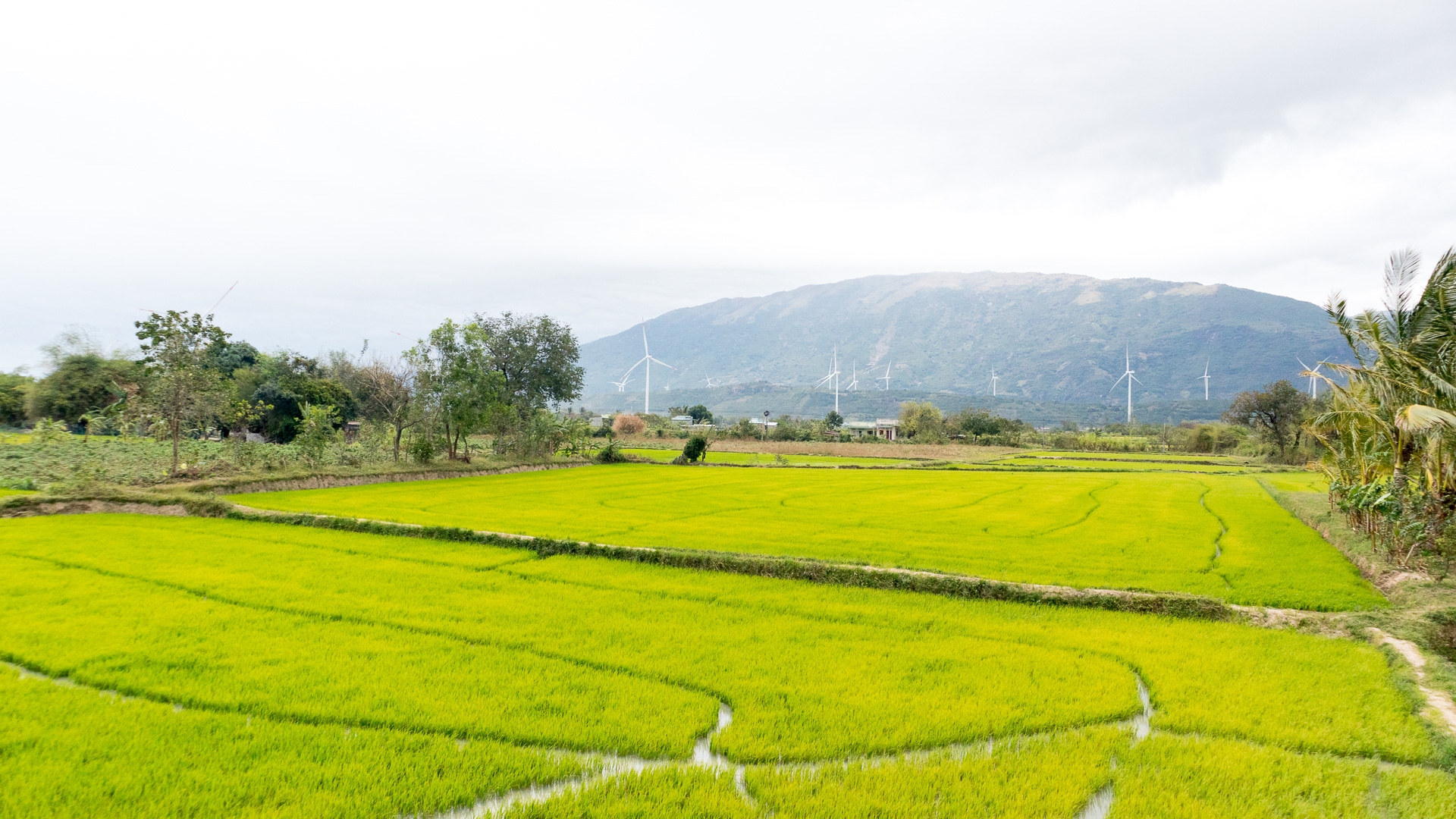 Không khí làng quê thanh bình