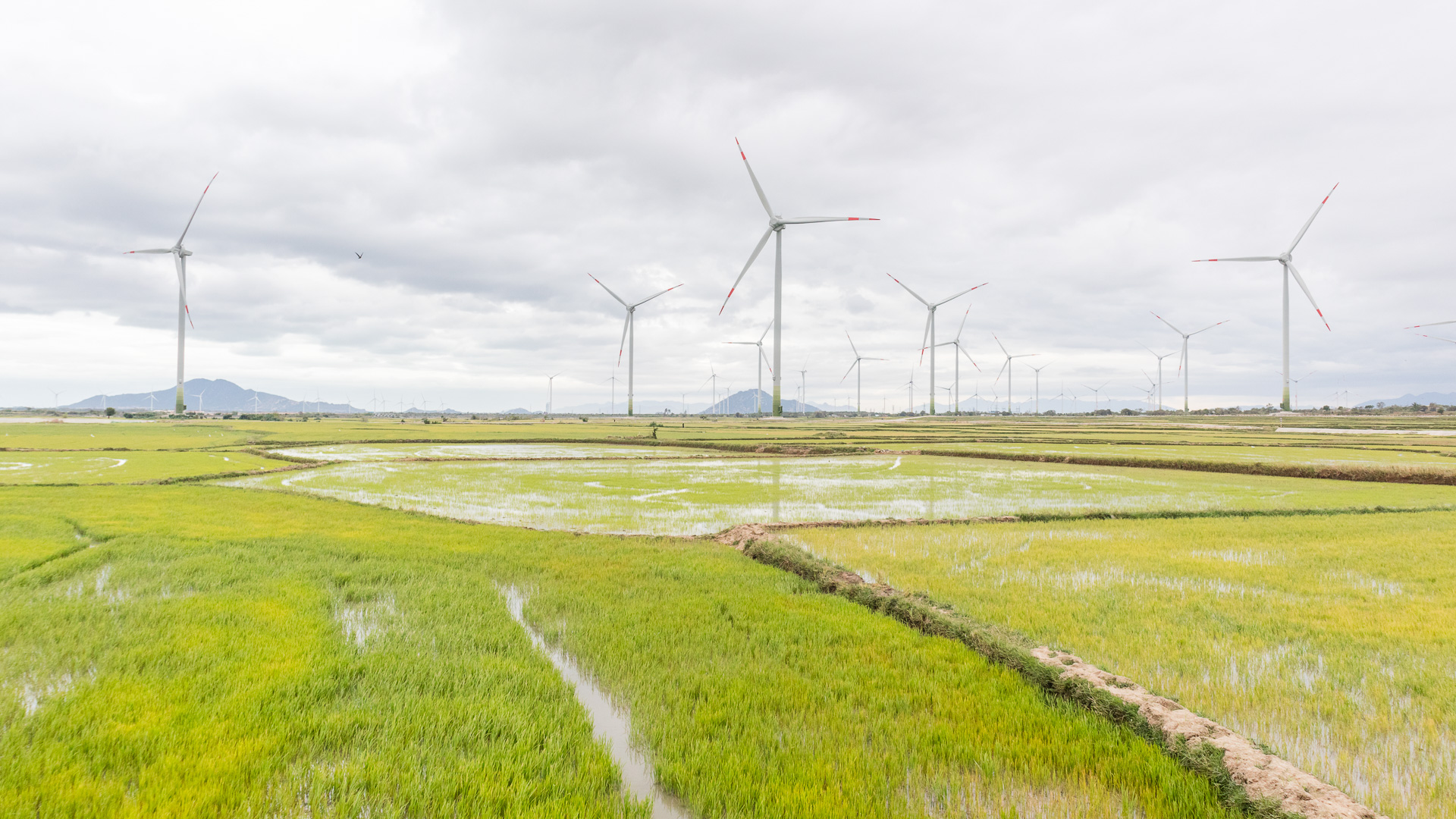 Turbine gió nằm rải rác trên những ruộng lúa nước