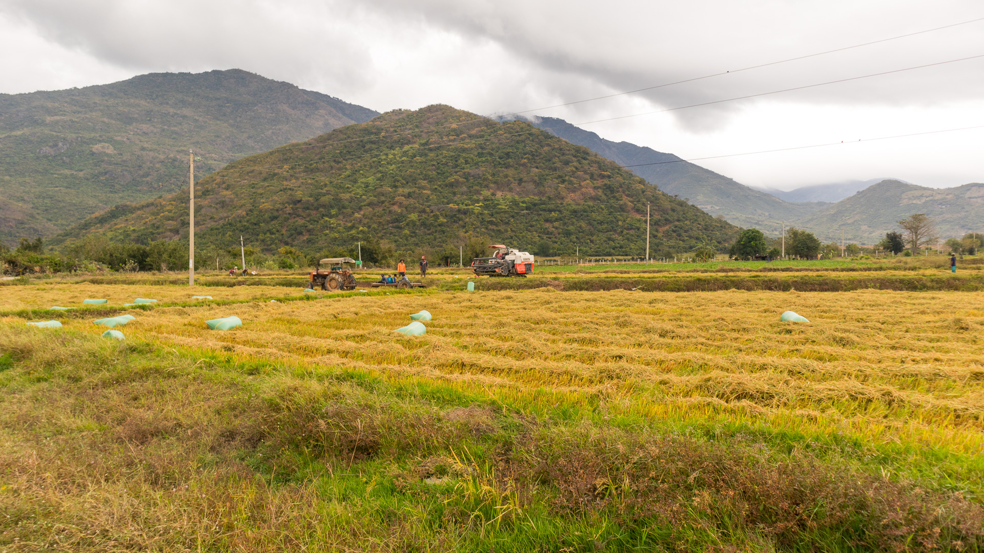 Người dân đang canh tác trên cánh đồng