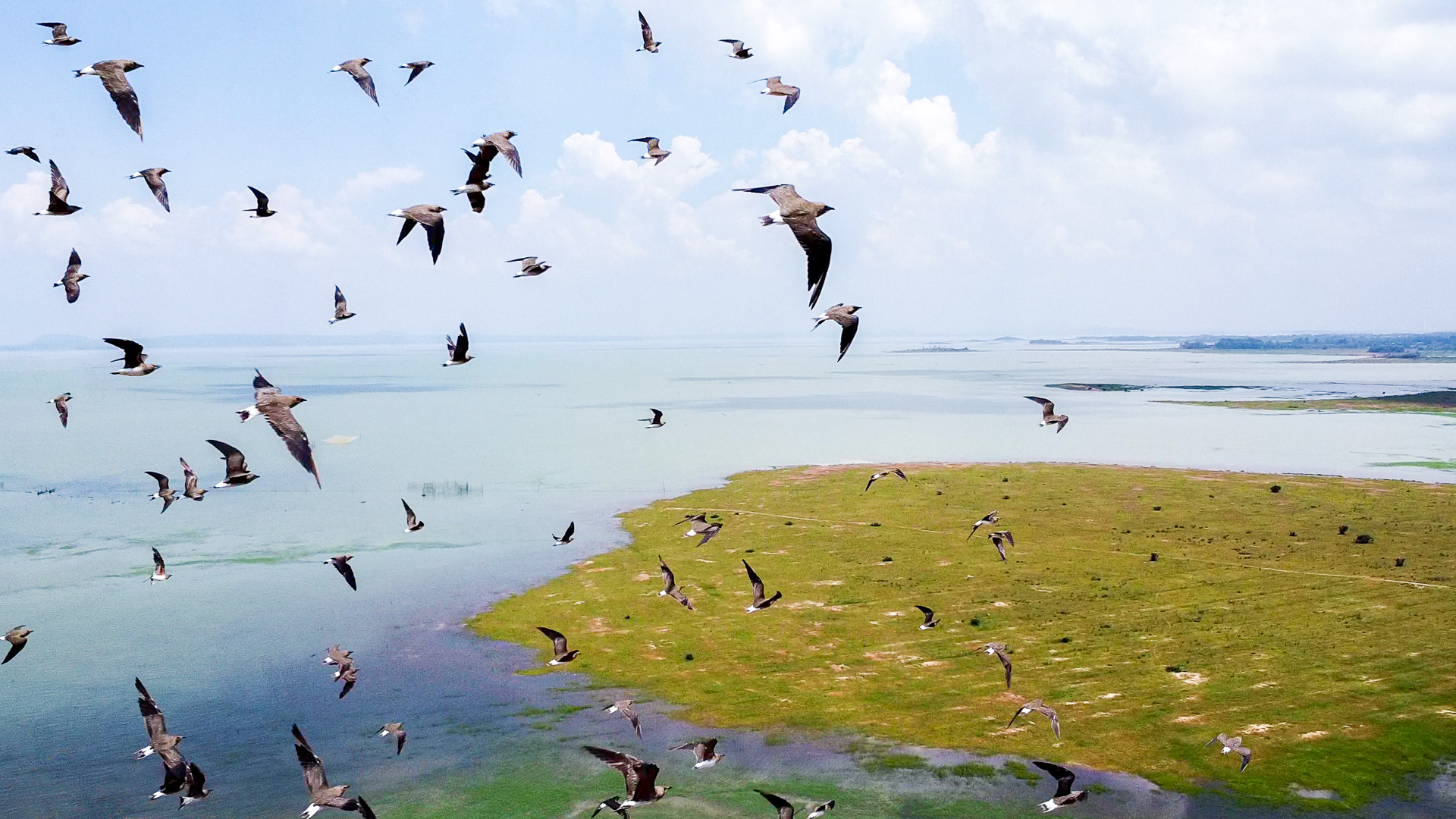 Bầy chim én đang bay lượn